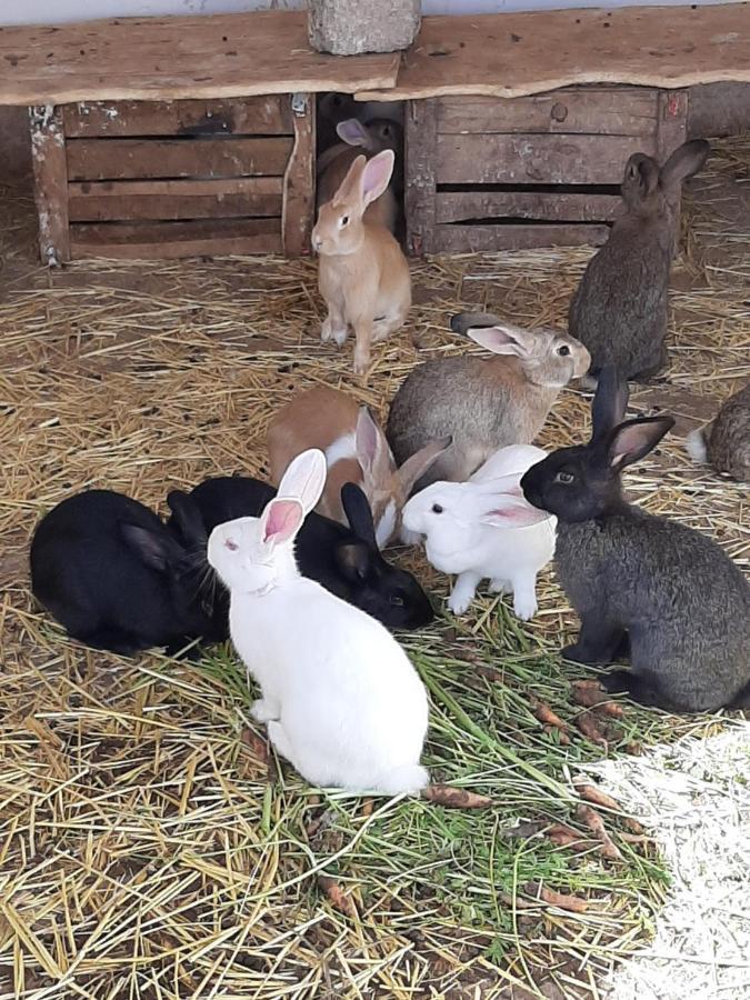 Jnane Tihihit Panzió Lalla Takerkoust Kültér fotó